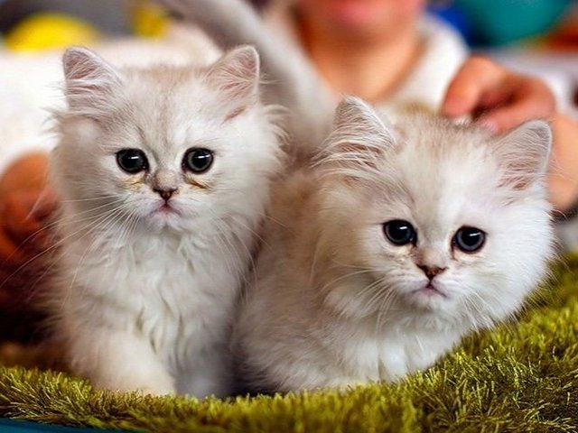 Породы кошек в Юрьев-Польском | ЗооТом портал о животных