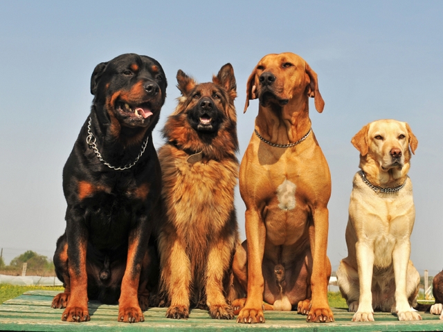 Крупные породы собак в Юрьев-Польском | ЗооТом портал о животных